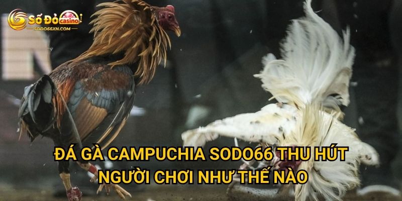 Đá gà Campuchia ở Sodo66 có uy tín và chất lượng không? 2 Đá gà Campuchia Sodo66 thu hút người chơi như thế nào?